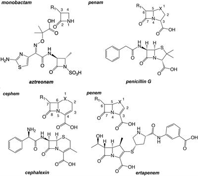 The Chemical Relationship Among Beta-Lactam Antibiotics and Potential Impacts on Reactivity and Decomposition